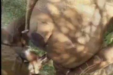 У очередной негритянки день секса на улице
