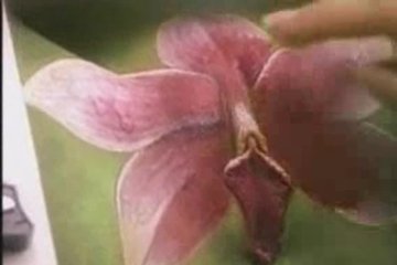 Воплощает эротические фантазии в картинах