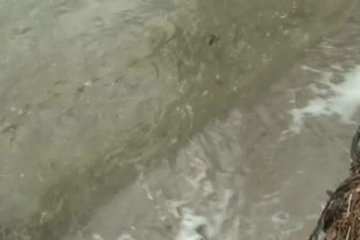 Просто пришла, чтобы отдохнуть у реки